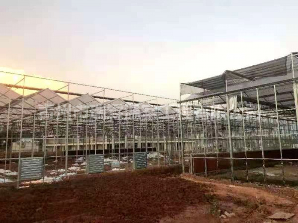 玻璃温室大棚