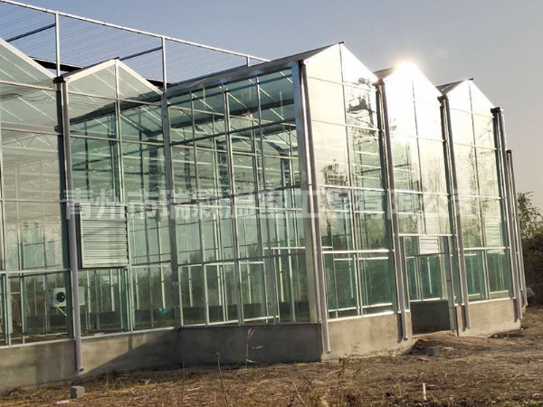 玻璃温室大棚