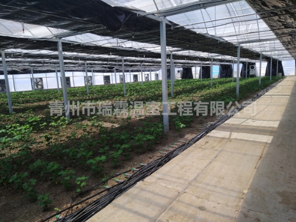 连栋薄膜温室