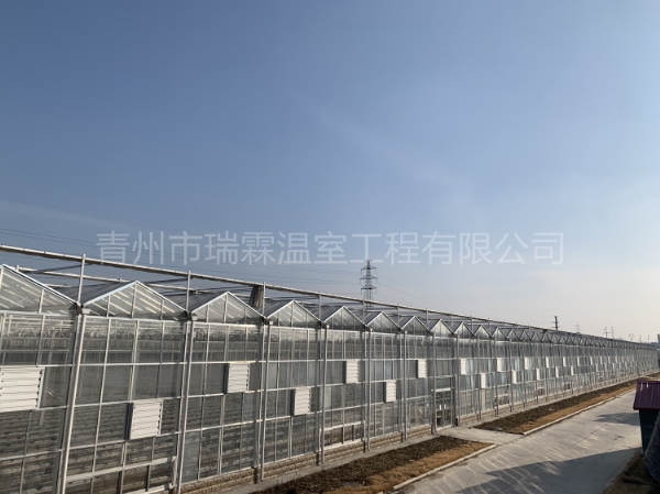 新疆阿克苏8860平纹络玻璃温室